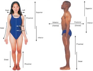 anatomische posities