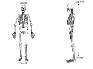 cranial-caudal