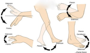 flexie en extensie