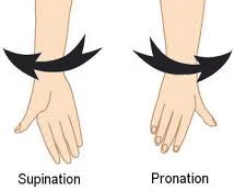 supinatie - pronatie arm supinatie - pronatie arm