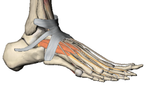 Extensor digitorum brevis