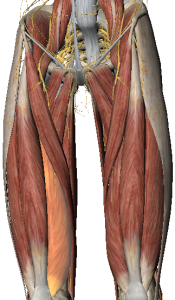 bovenbeenspieren - vastus medialis