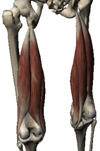 hamstrings